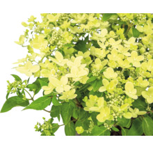 Hortensia paniculé avec feuilles et fleurs vertes