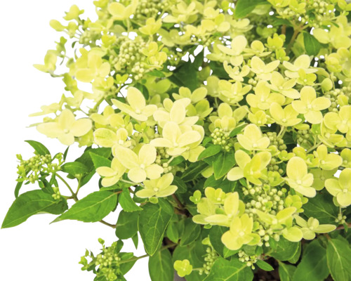 Hortensia paniculé avec feuilles et fleurs vertes