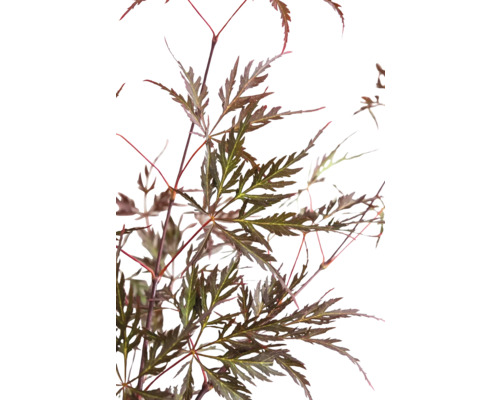 Ahornbaum mit braunen Blättern