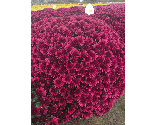 Gros plan d''un plant de chrysanthèmes violet luxuriant