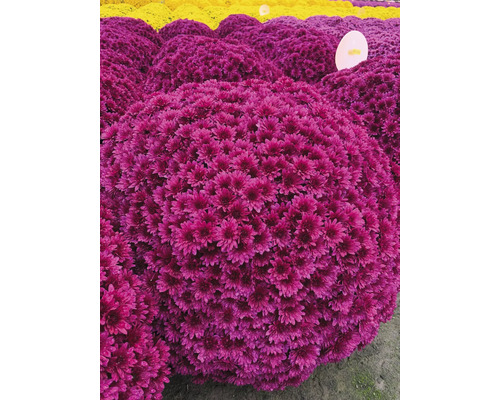 Gros plan de fleurs de chrysanthèmes violettes