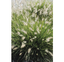 Herbe ornementale Pennisetum dans le jardin