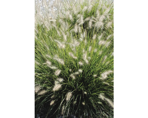 Herbe ornementale Pennisetum dans le jardin