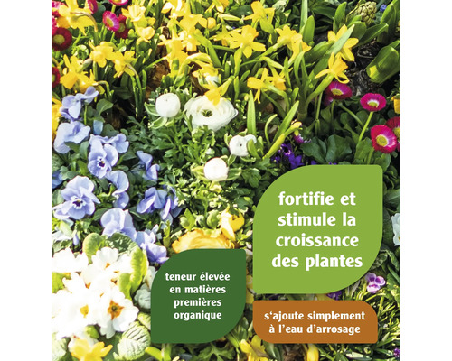 Parterre de fleurs avec jonquilles, violettes et primevères pour fortifier les plantes