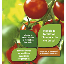 Plant de tomates avec des indications sur la croissance et la récolte