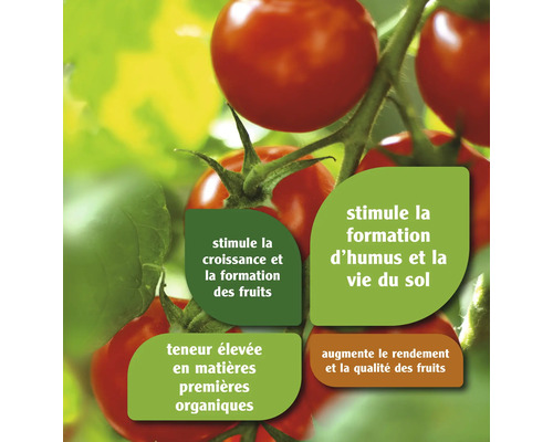 Plant de tomates avec des indications sur la croissance et la récolte