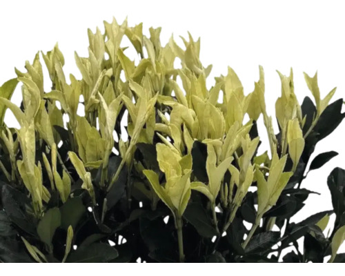 Immergrüner Spindelstrauch mit gelblich grünen Blättern.