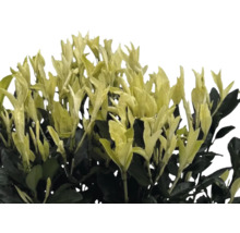 Fusain persistant avec feuilles