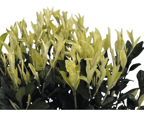 Fusain persistant avec feuilles