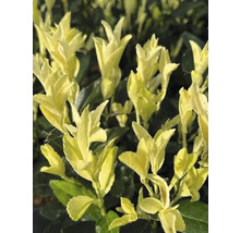 Plante de haie panachée jaune en détail