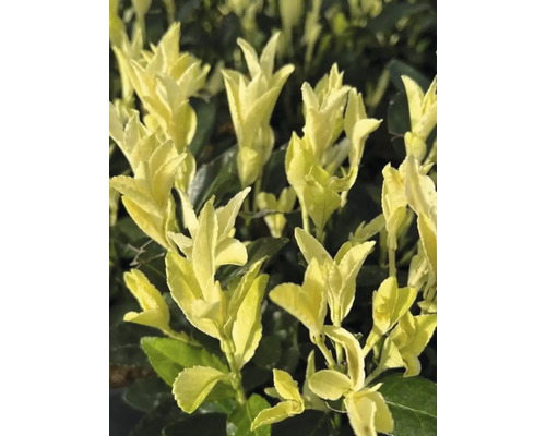 Plante de haie panachée jaune en détail