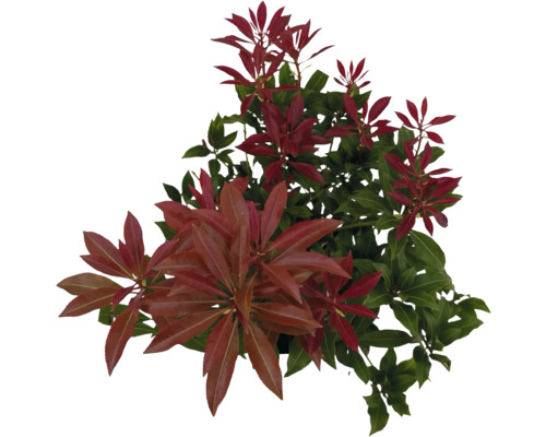 Japanische Lavendelheide FloraSelf Pieris japonica 'Mountain Fire' H 25-30 cm Co 2 L Immergrüne, mehrjährige Lavendelheide mit grünen und roten Blättern