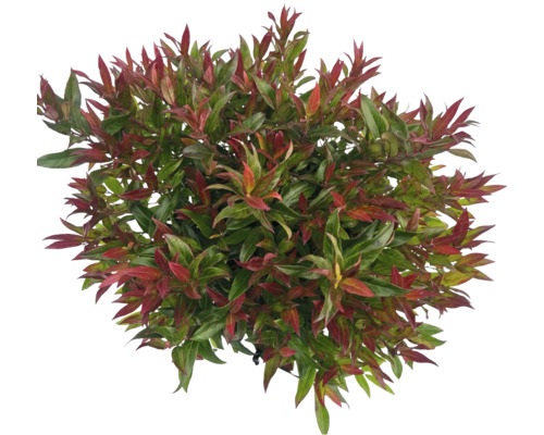 Traubenheide, Traubenmyrthe FloraSelf Leucothoe 'Simsalabim' Co 2 L Laubschön Photinia mit roten und grünen Blättern