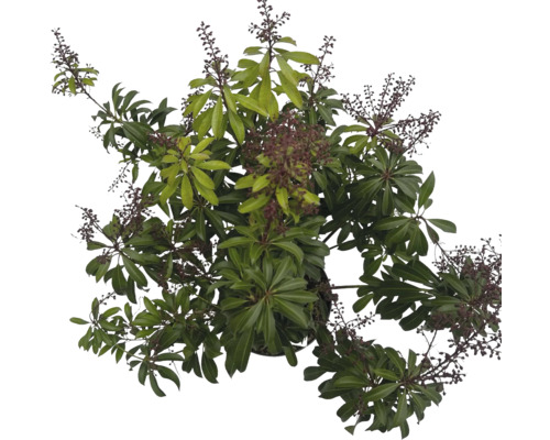Blick von oben auf eine Schefflera Pflanze mit grünen Blättern und Blütenständen