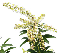 Piéris du Japon avec des feuilles vertes et des fleurs blanches