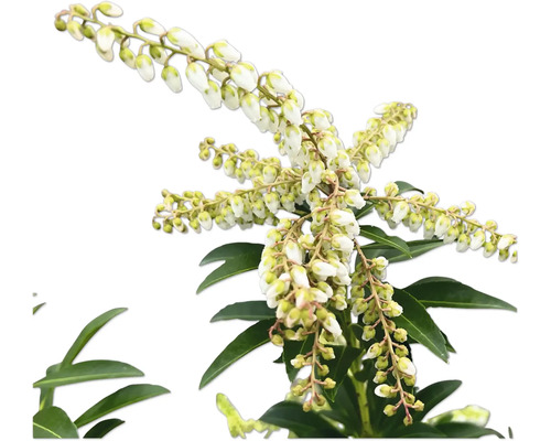 Piéris du Japon avec des feuilles vertes et des fleurs blanches