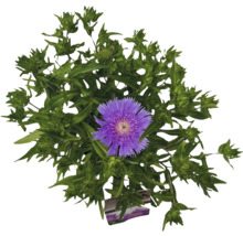 Bleuet avec fleur violette et feuilles vertes