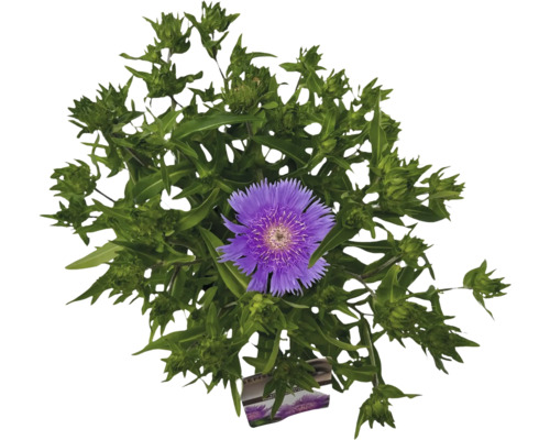 Aster de Stokes FloraSelf Stokesia laevis 'Purple Parasols' h 10-60 cm Co 3 l Bleuet avec fleur violette et feuilles vertes