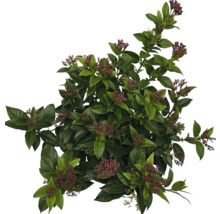 Viorne persistante avec feuilles et boutons floraux