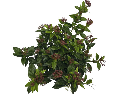 Viorne persistante avec feuilles et boutons floraux