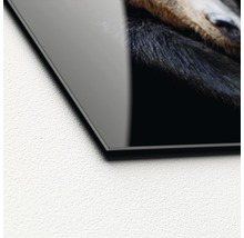 Glasbild Brown bear 20x20 cm