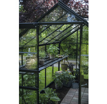 Serre avec des plantes sur des étagères et dans le sol