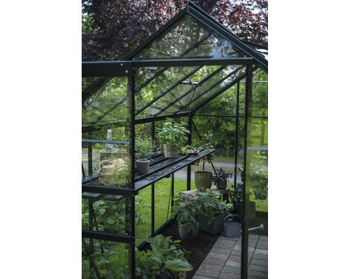 Serre avec des plantes sur des étagères et dans le sol