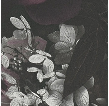 Nahaufnahme von Hortensienblüten und Blättern