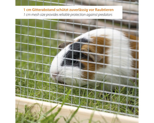 Cochon d'Inde derrière un grillage métallique avec une taille de maille de 1 centimètre