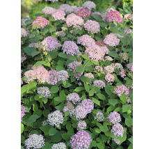 Hortensienbusch mit rosa Blüten und grünen Blättern