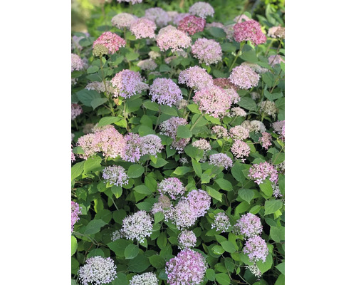 Hortensienbusch mit rosa Blüten und grünen Blättern