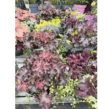 Verschiedene Heuchera Pflanzen im Gartencenter