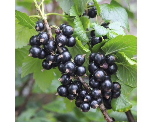 Schwarze Johannisbeeren am Strauch mit grünen Blättern
