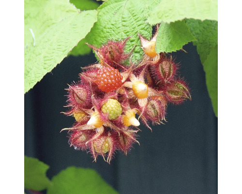 Brombeeren mit Blättern an einem Strauch