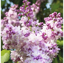 Gros plan sur les fleurs de lilas