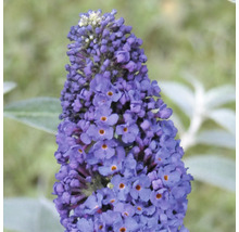 Gros plan d'une fleur de Buddleja en fleurs