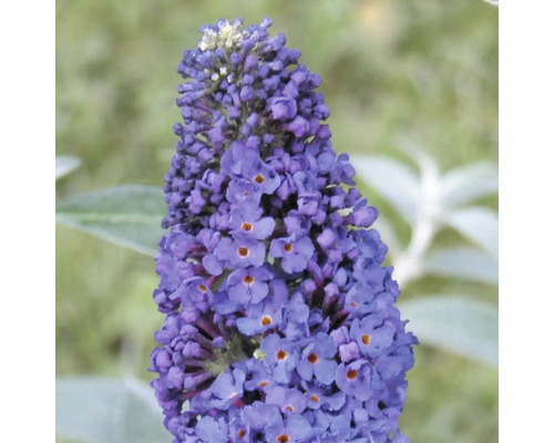 Gros plan d'une fleur de Buddleja en fleurs
