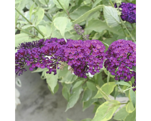 Gros plan sur un buddleia avec des feuilles