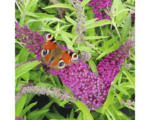 Pfauenauge Schmetterling auf Sommerfliederblüten