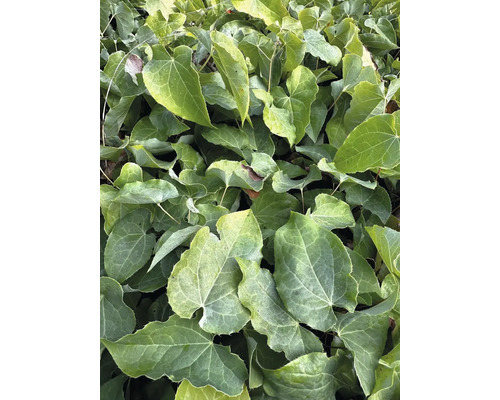 Gros plan de plants d'épimédium avec des feuilles en forme de cœur