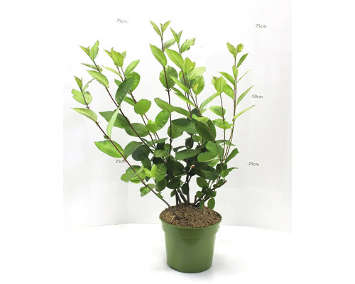 Aronia plante en pot