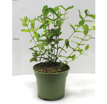 Chèvrefeuille en pot