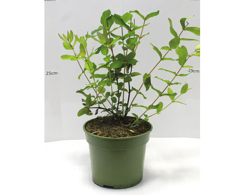 Chèvrefeuille en pot