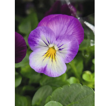 Gros plan sur une fleur de violette dans le jardin