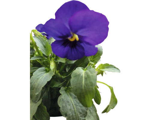 Blauer Stiefmütterchen mit grünen Blättern.