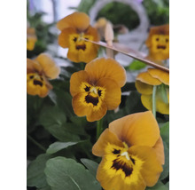Gros plan sur des pensées jaune doré avec des feuilles vertes