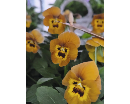 Nahaufnahme von Goldgelben Stiefmütterchen mit grünen Blättern