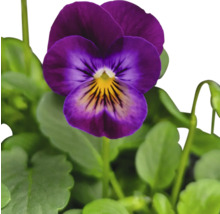 Fleur de violette avec des feuilles