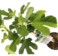 Figuier en pot avec des feuilles vertes