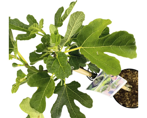 Figuier en pot avec des feuilles vertes